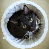 socksie 