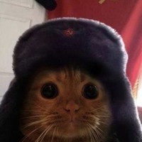 Русский Кот