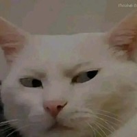 Meme Couber