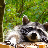 Raccoon