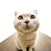 HEEZITO & Mental productions