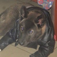 Vladimir