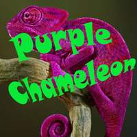Purple♥Chameleon♥