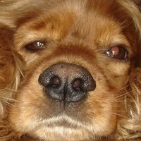 Никита Красавин