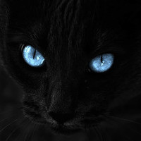 Spooky Cataro