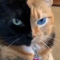 animalpetexpert