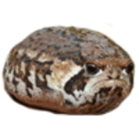 Oskaria