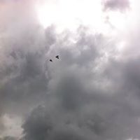 სოფიო ჯანელიძე
