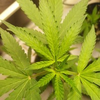 AGAINMAX 420