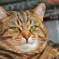 Terka