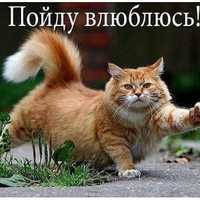 Mr Fox