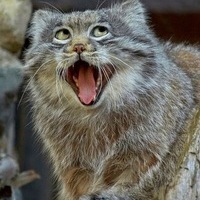 Владислав Гаврюшкин