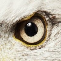 ÁGUILA