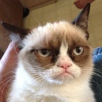 SmartCat