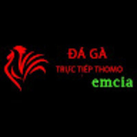 Đá Gà Trực Tiếp Thomo Hôm Nay