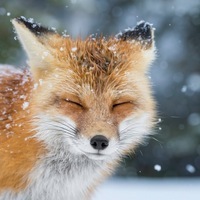 Foxen
