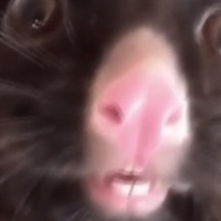WaserMan