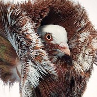 Travel & Pets And Bird's