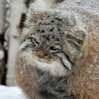 Инквизитор_Эстетики