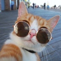 Catz