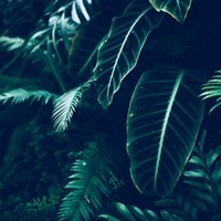 Aesthetics