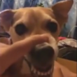 Coub - lalala