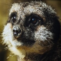 Plebsnews
