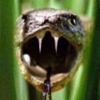 Snake Lair
