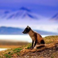 Fox Fox