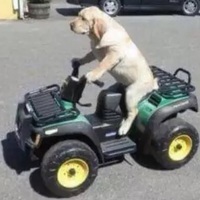 Greater dog