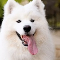 TheFunnyOrange