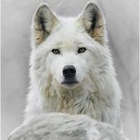 Wolfx