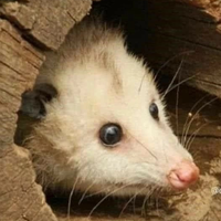 somerandomhoser