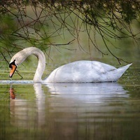 Ян Дантелов