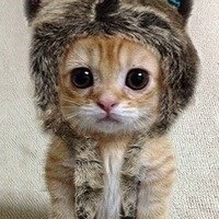 Анатолий Шамрок