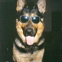 animalnews