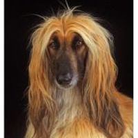 Alexander Khmelevsky