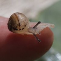 bubosa bubos