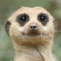 Meerkat