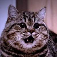 Костян Давыдов