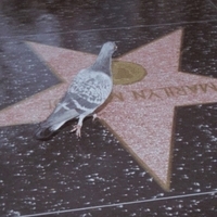 it Hollywood