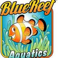 bluereefaquatics