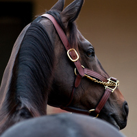 the Thoroughbred Times