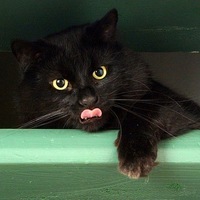 Ася Матианова