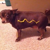 Spicy Boi