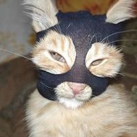 Ultrakatze 正式來說，這是一隻貓