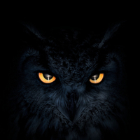 Suicide Owl