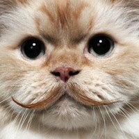 Кот Бондарчука