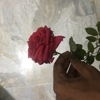 Saiful328
