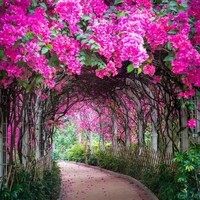 just beauty
